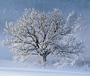 Śnieg, Zima, Drzewo