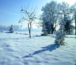 Drzewa, Zima, Pola