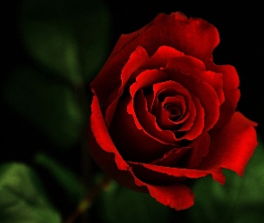 Róża, Płatki, Czerwona