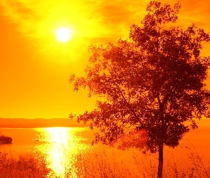 Drzewo, Zachód Słońca, Jezioro