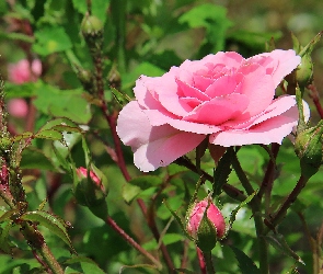 Różowa, Róża