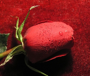 Rosy, Krople, Czerwona, Róża