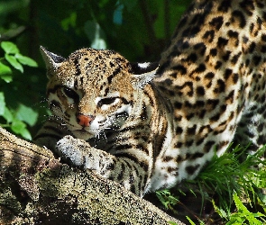 Ocelot, Odpoczywający