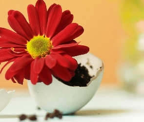 Skorupka, Jajka, Gerbera
