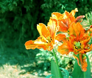 Postrzępione, Płatki, Tulipany