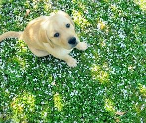 Labrador, Retriever, Szczeniak