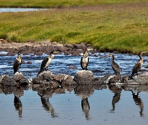 Kormorany, Łąka, Skały, Jezioro