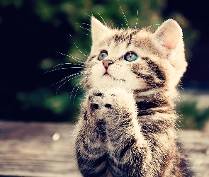 Modlitwa, Kot