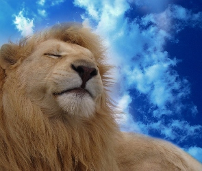 Lew, Chmury, Śpiący