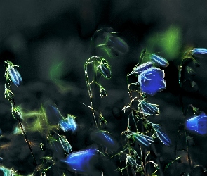 Kwiatki, Fractalius, Niebieskie