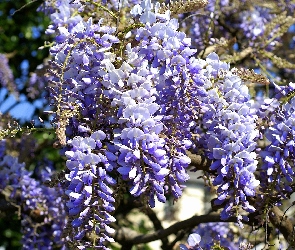 Niebieskie, Glicynii, Kwiaty