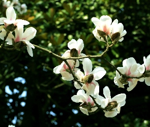 Kwiaty, Magnolii, Białej