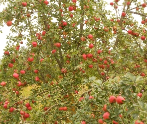 Pełna, Jabłonka
