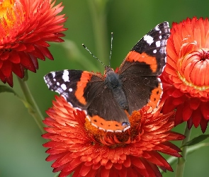 Motyl, Piękny, Pomarańczowe, Kwiatki