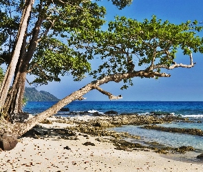 Plaża, Drzewo, Morze