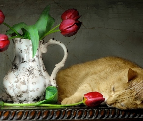 Dzban, Tulipany, Kot