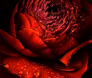 Róża, Rosa