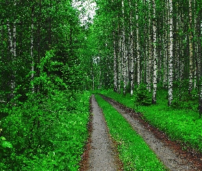 Brzozowy, Ścieżka, Las