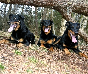 drzewo, przewrócone, Trzy, Beaucerony