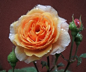 Róża, Rosa, Łososiowa