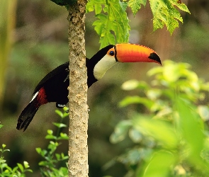 Tukan