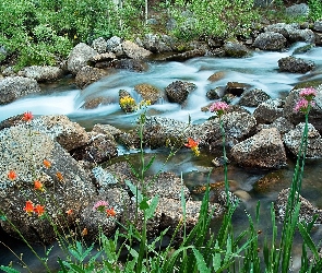 Rzeka, Kwiatki, Kolorowe, Kamienie