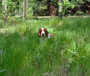 Springer spaniel walijski, trawa, wysoka