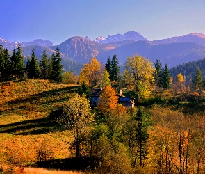 Drzewa, Góry, Jesień