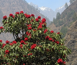 Rhododendron, Góry