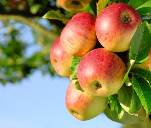 Jabłuszka, Drzewo Owocowe, Piękne