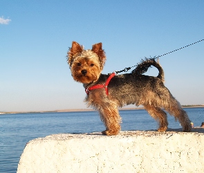 Piesek, Smycz, Yorkshire Terrier