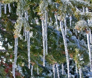 Gałązki, Sople, Świerku