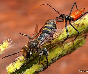 Czułka, Kłosy, Owady