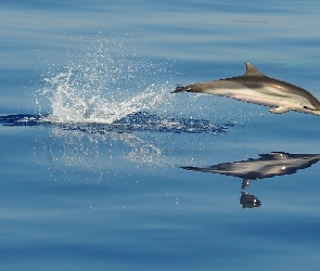 Delfin, Odbicie, Ocean