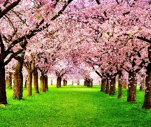 Kwitnące, Drzewa, Wiosna