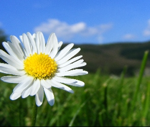 Kwiat, Łąka, Stokrotka