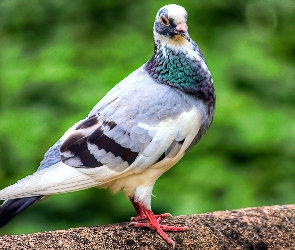 Gołąb, Murek
