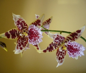 Piękna, Orchidea
