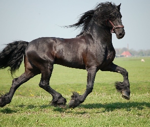 Czarny, Koń
