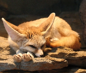Fenek, Skała, Lisek