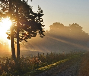 Drzewa, Słońca, Promienie, Przebijające, Droga