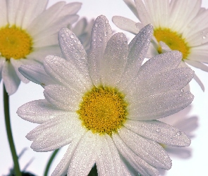 Margerytka, Krople