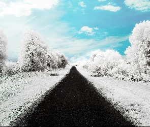 Droga, Śnieg, Drzewa