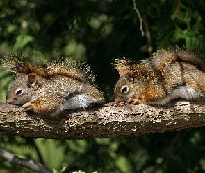 Śpiące, Drzewo, Wiewiórki