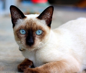 Piękny, Oczy, Syjamski, Niebieskie, Kot