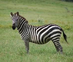 Łąka, Zebra