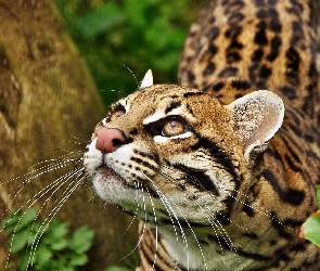 Ocelot