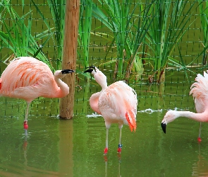 Flamingi, Trzy