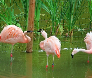 Trzy, Flamingi