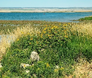 Jezioro, Trawy, Kwiaty